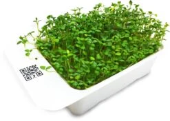 LeafLearn Capsule - Microgreens Trifoglio MLL0008
