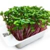 LeafLearn Capsule - Microgreens Ravanello China Rose MLL0003