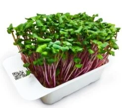 LeafLearn Capsule - Microgreens Ravanello China Rose MLL0003