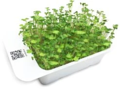 LeafLearn Capsule - Microgreens Broccoli MLL0007