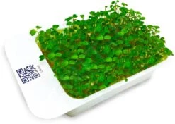 LeafLearn Capsule - Microgreens Rucola MLL0002