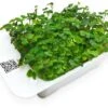 LeafLearn Capsule - Microgreens Senape MLL0004