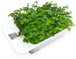 LeafLearn Capsule - Microgreens Senape MLL0004