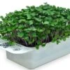 LeafLearn Capsule - Microgreens Cavolo Rapa MLL0010