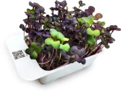 LeafLearn Capsule - Microgreens Ravanello Rosso MLL0005