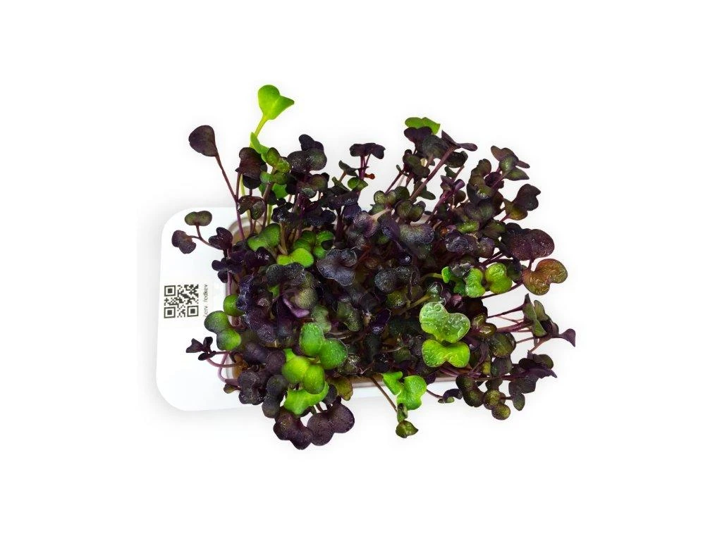 LeafLearn Capsule - Microgreens Ravanello Rosso MLL0005 - immagine 2